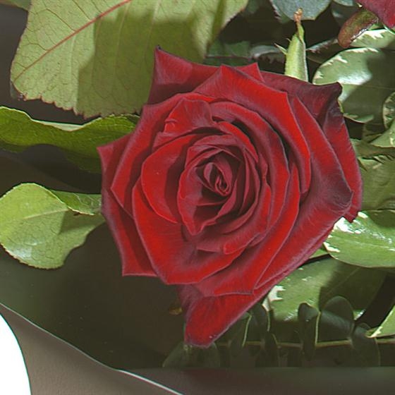 Rubyred Birthstone Bouquet (July)
