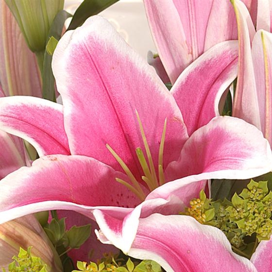 Sumptuous Lily Hand Tied